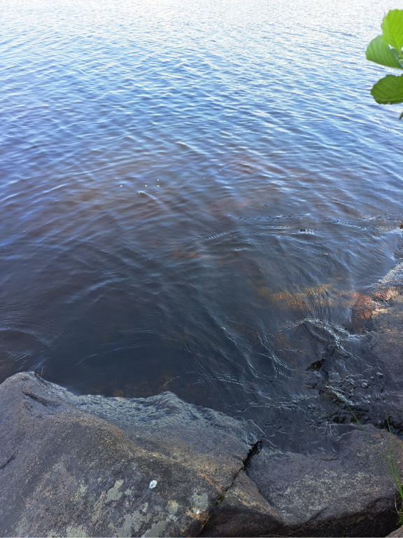 Luodonjärvi (99.110.1.001)-Valtakunnallinen sinileväseuranta-ObsALG-202307111510-64ad46cabbfcc.png