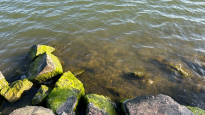 Seurasaari-Rotarien sinileväseuranta (Kuusisaarensalmi)-ObsALG-202509091700-1757437567589.png