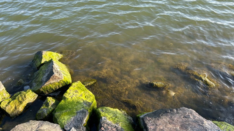 Seurasaari-Rotarien sinileväseuranta (Kuusisaarensalmi)-ObsALG-202509091700-1757437567589.png