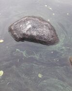 Ähtärinjärvi (35.433.1.001)/Valtakunnallinen sinileväseuranta (Ähtärinsalmi)