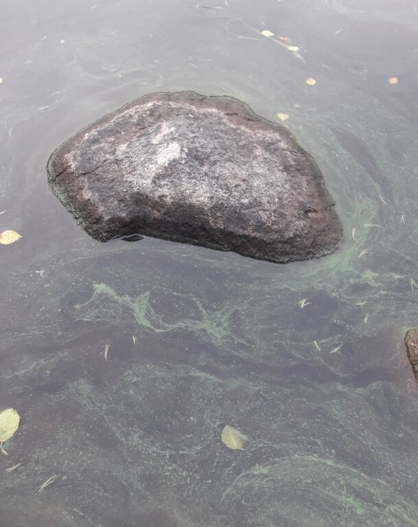 Sinilevä Ähtärinsalmi 23092020.jpg