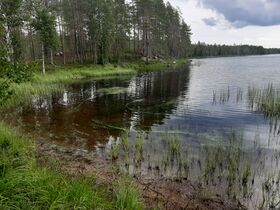 Susi-Kervinen (04.667.1.002)-Susi-Kervinen-ObsALG-202007211400-85.jpg