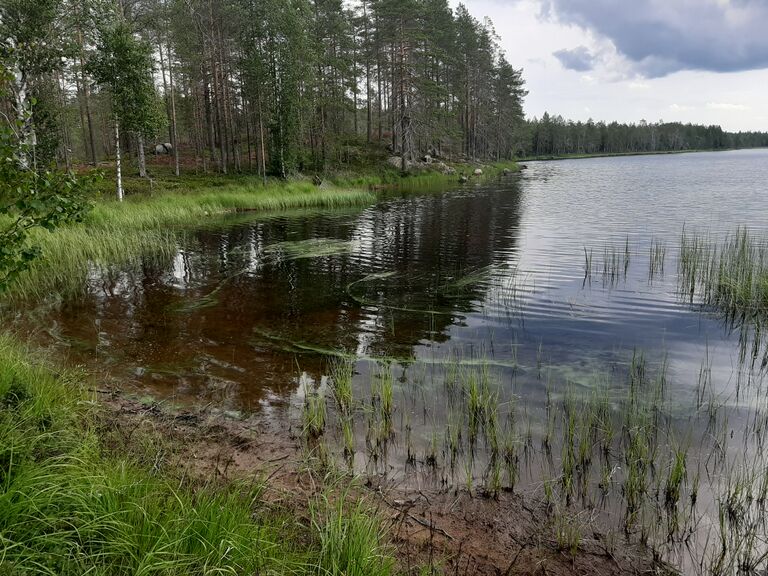 Susi-Kervinen (04.667.1.002)-Susi-Kervinen-ObsALG-202007211400-85.jpg