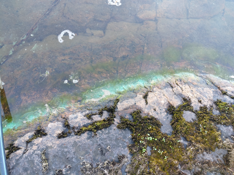 Immalanjärvi (04.192.1.001)-Havaintopaikka 3-ObsIMG-202507231236-6881b8f18b683.png