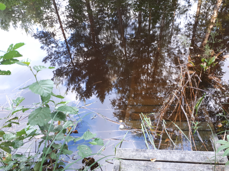 Kallavesi (yhd.)-Rotarien sinileväseuranta (Puutossalmi)-ObsALG-202308141936-64da5e8a7093b.png