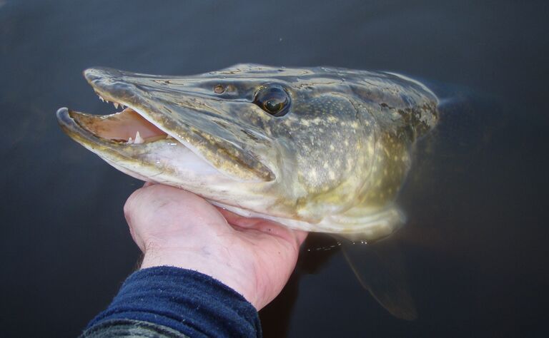 Mustjärvi (81.061.1.013)-havainnot-ObsIMG-202007031335-40.jpg