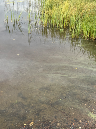 Toiviaisjärvi (04.552.1.013)-Valtakunnallinen sinileväseuranta (Kaarteenperä)-ObsIMG-202508311949-1756659067449.png