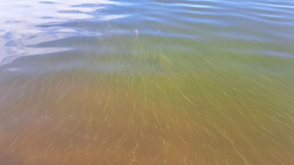 Hakkenpää - Tuulvesi-Maaväli-ObsIMG-202507020810-6864cd9227c1f.png