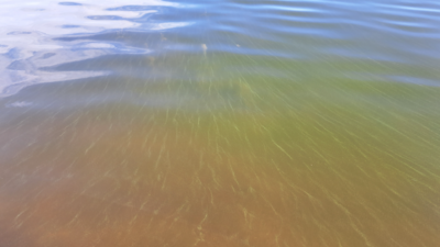 Hakkenpää - Tuulvesi-Maaväli-ObsIMG-202507020810-6864cd9227c1f.png