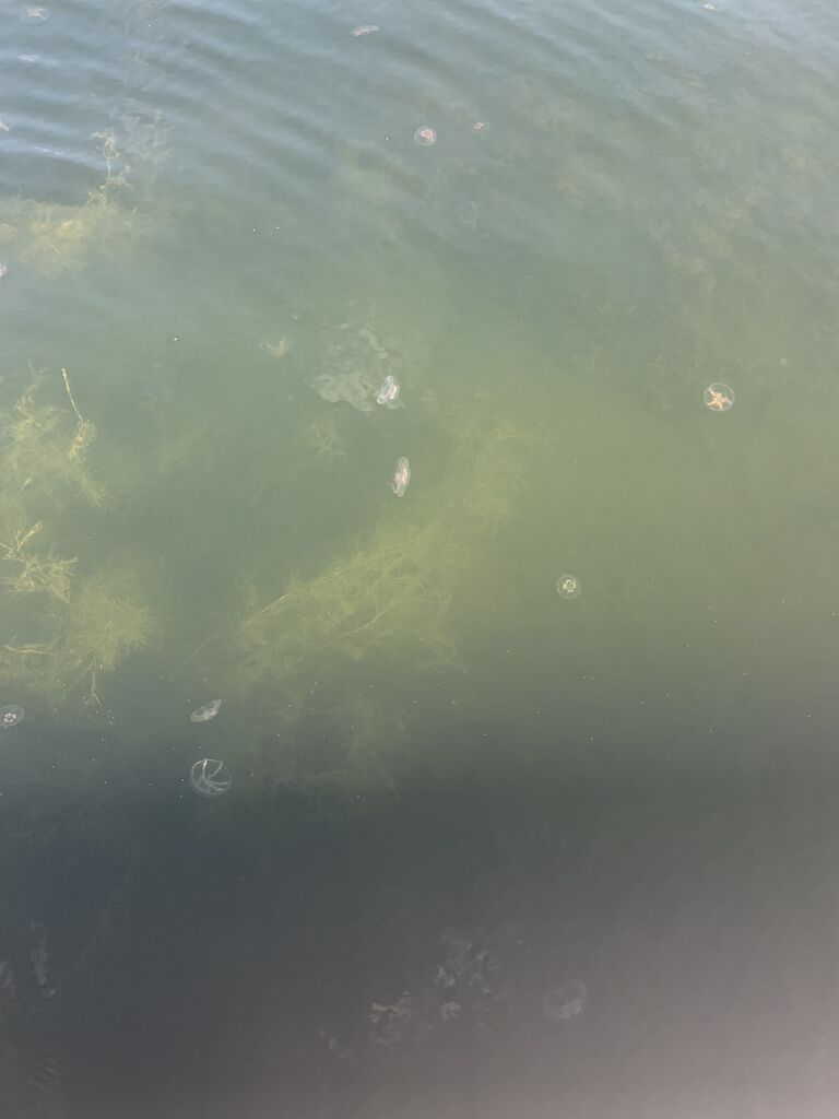 Hangon läntisen selän ulkosaaristoalue-Prackstenen-ObsIMG-201908280905-55.jpg