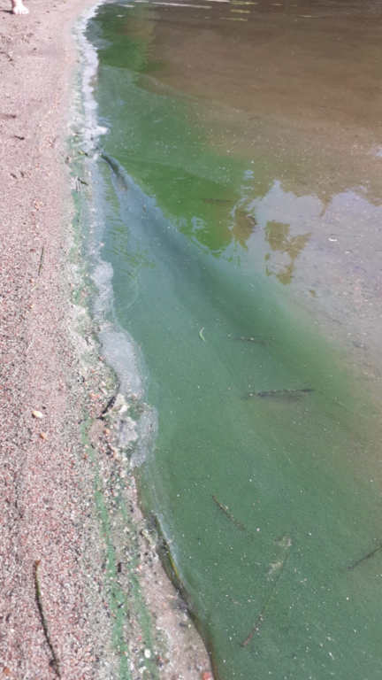 Iso-Kukkanen (14.163.1.001)-Hevosniemen uimaranta-ObsIMG-202106230939-60d379eb09285.png