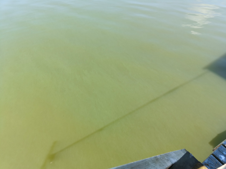 Köyliönjärvi (34.054.1.001)-Valtakunnallinen sinileväseuranta (Yttilän Otta)-ObsALG-202408131317-66bb32fd3cc60.png