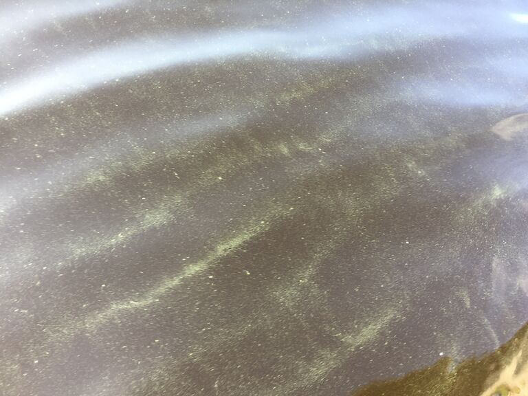 Kallavesi (yhd.)-Vaajasalo, eteläranta-ObsALG-201809021000-9.jpeg