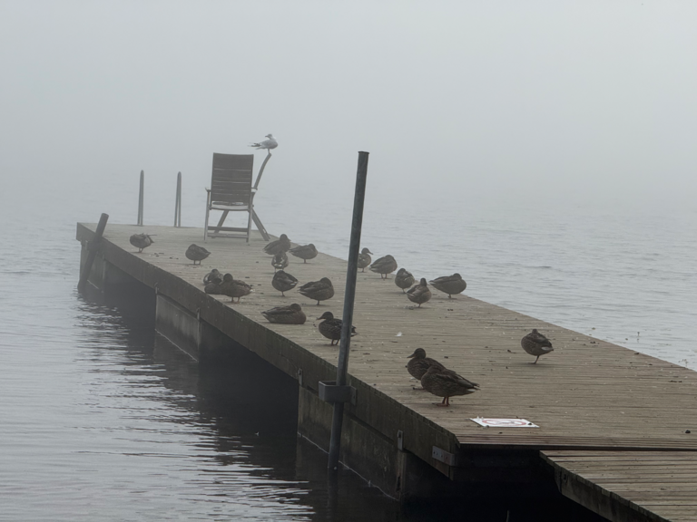 Katumajärvi (35.236.1.001)-OTK-n ranta-ObsALG-202508140900-1755164463523.png