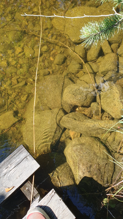 Päijänne (yhd.)-Kopsuonlahti, Koveronranta-ObsIMG-202507161551-1752670681912.png