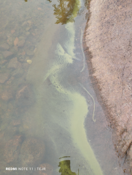 Tiedosto:Flatöfjärden-Ryssö sund, Tröttviken-ObsIMG-202207230850-62db8cd4435c9.png