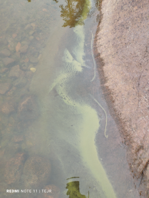 Flatöfjärden-Ryssö sund, Tröttviken-ObsIMG-202207230850-62db8cd4435c9.png