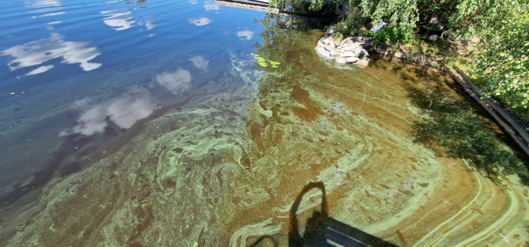 Hirvijärvi (21.033.1.009)-Lehtinen-ObsIMG-202407101204-668e5579b1df3.png