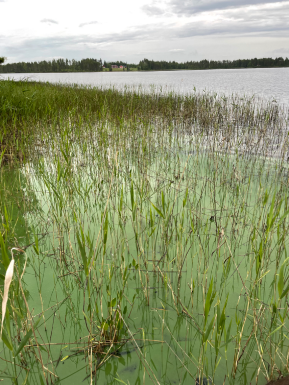 Jaurakaisjärvi (60.065.1.001)-Jaurakainen-ObsIMG-202406182254-6671e627da903.png