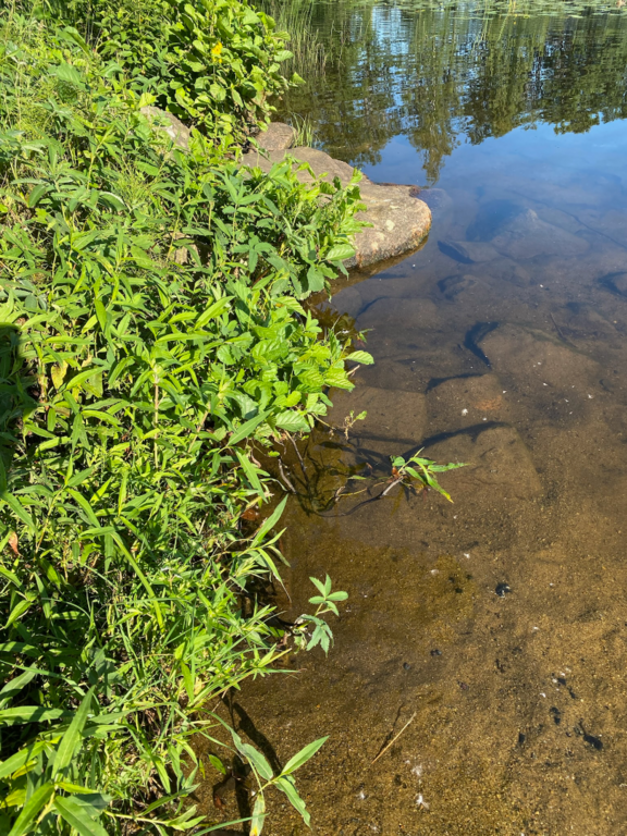 Katumajärvi (35.236.1.001)-OTK-n ranta-ObsALG-202507240800-1753344052194.png