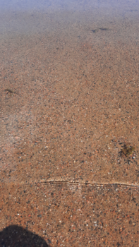 Päijänne (yhd.)-Valtakunnallinen sinileväseuranta (Asikkalanselkä, Kuotaan uimaranta)-ObsIMG-202108101157-61123fca24809.png