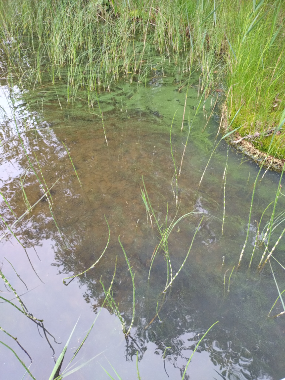 Pyhäjärvi (14.681.1.001)-Suottarlahti-ObsALG-202507021500-68656fccd7912.png