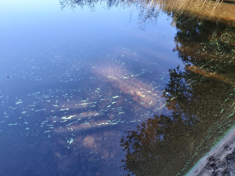 Suuri Vehkajärvi (04.184.1.008)-Sääsniemi-ObsALG-202308271008-64eb67eef3807.png