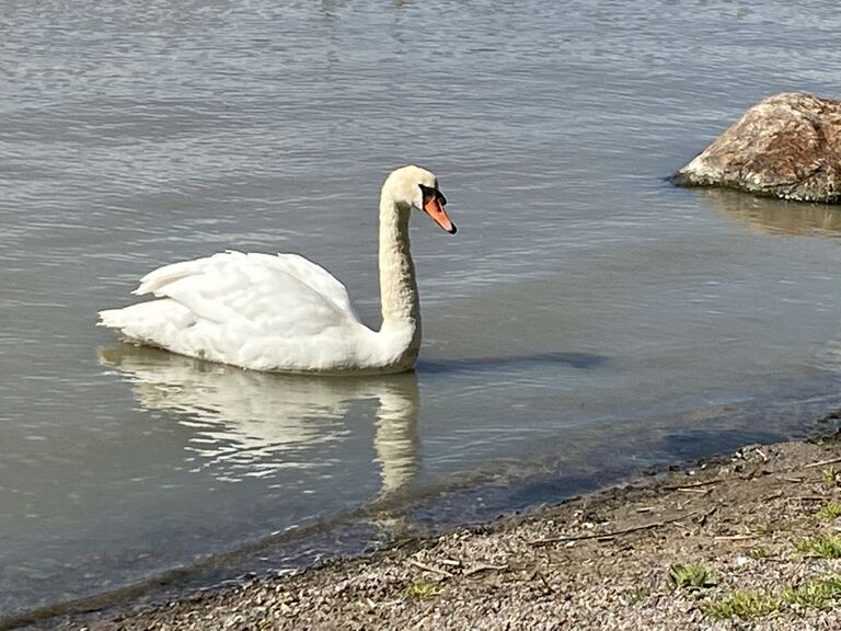 Tuusulanjärvi (21.082.1.001)-Valtakunnallinen sinileväseuranta (Vanhankylänniemi)-ObsIMG-202006031129-59.jpeg