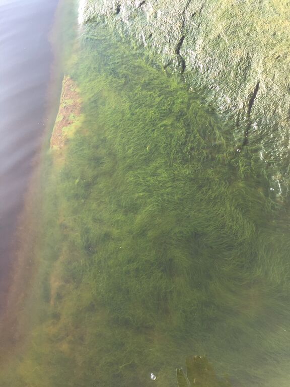 Kallavesi (yhd.)-Vaajasalo salonsarven s-rants-ObsIMG-201909251208-2.jpeg