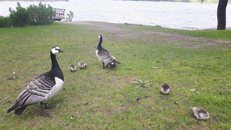 Seurasaari-Mestaritallin ranta-ObsIMG-201706020851-31.jpg