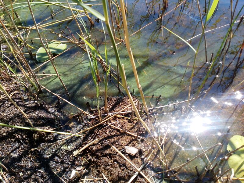 Tiedosto:Suuri-Murtonen (14.184.1.023)-Perkolahti-ObsALG-201806271217-35.jpg