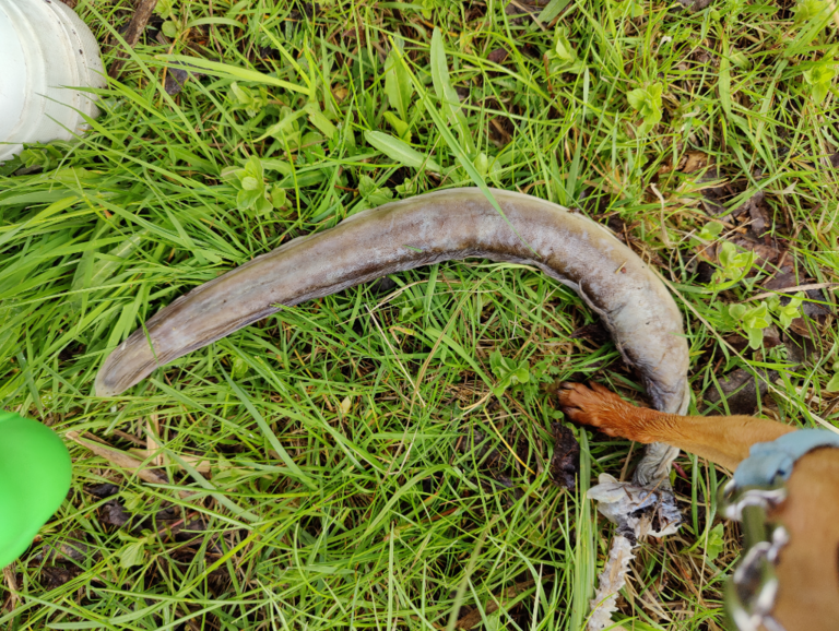 Tuusulanjärvi (21.082.1.001)-Järvenpään rantapuisto-ObsIMG-202305261539-6470a8119eb43.png