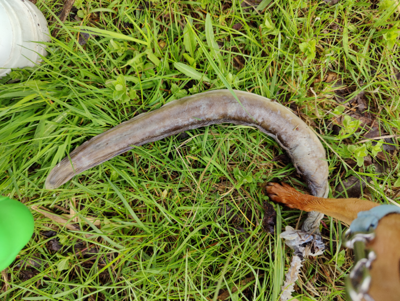 Tiedosto:Tuusulanjärvi (21.082.1.001)-Järvenpään rantapuisto-ObsIMG-202305261539-6470a8119eb43.png