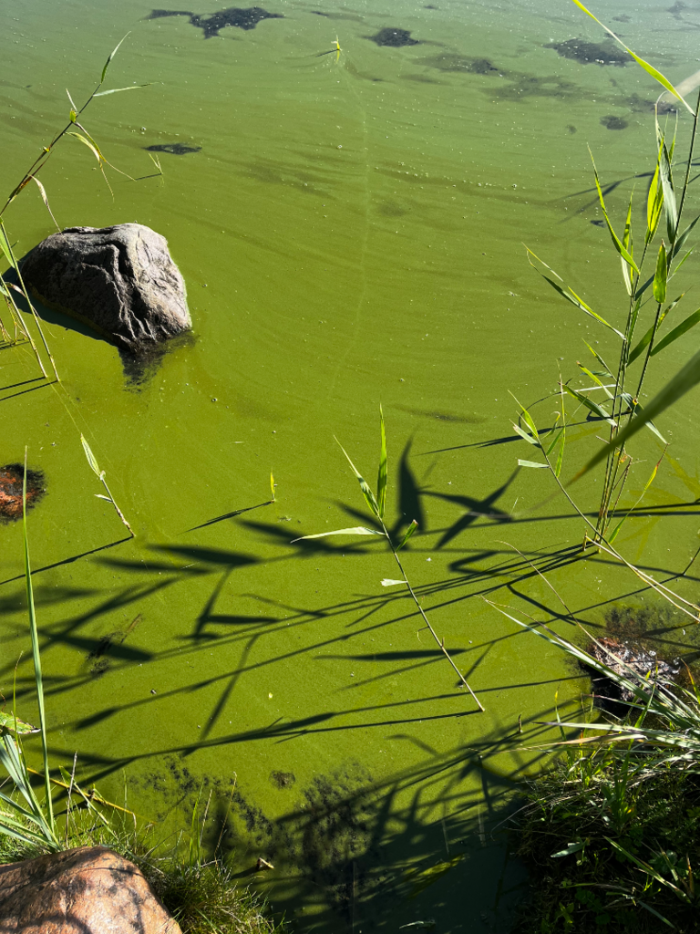 Virolahden sisäsaaristo-Hanskinlahti-ObsALG-202508240937-68aab3635c7f0.png