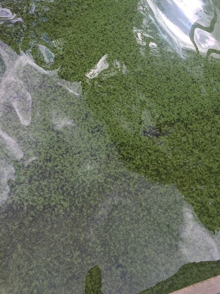 Tiedosto:Aalisjärvi (67.954.1.001)-Aalisjärvi-ObsALG-201608072127-52.jpeg