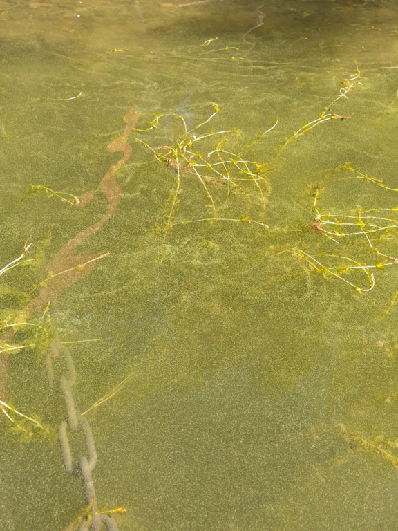 Dragsfjärdin ja Västanfjärdin sisäsaaristo-Norra Mågsholm-ObsALG-202406151722-666da48b99550.png