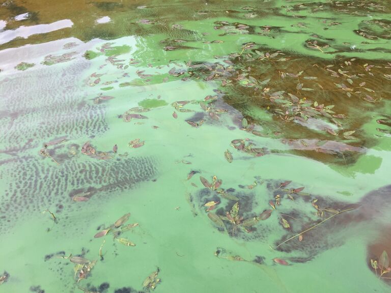 Kallavesi (yhd.)-Vaajasalo, eteläranta-ObsIMG-201808311400-61.jpeg