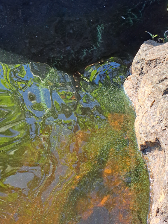 Luodonjärvi (99.110.1.001)-Valtakunnallinen sinileväseuranta-ObsALG-202507080740-1751952376539.png