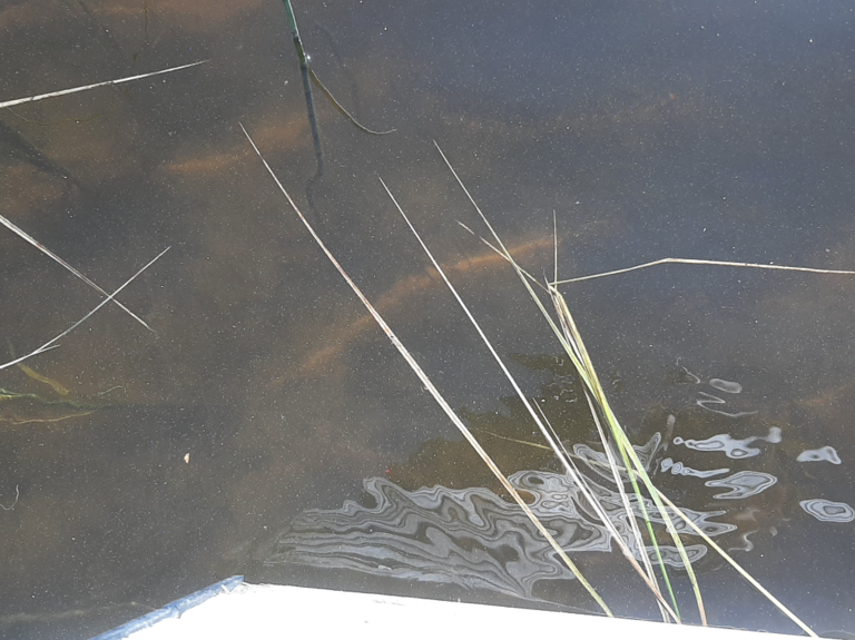 Peurunka (14.333.1.001)-Peurungan uimarannan pohjoispuoli-ObsALG-202107040900-60e2a0bb48c7a.png