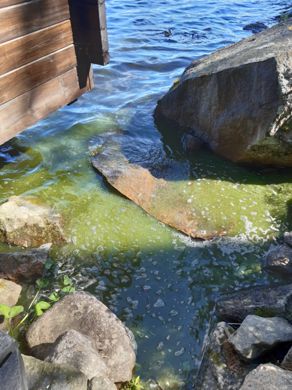 Rehja - Nuasjärvi (59.811.1.001)-Havaintopaikka 5-ObsIMG-202106261020-60d6d62c4e4cb.png