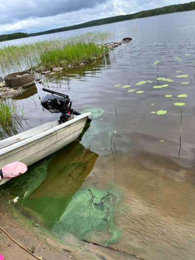 Alvajärvi (14.481.1.001)-Seläntaus-ObsIMG-202506270901-685e34bc142c8.png