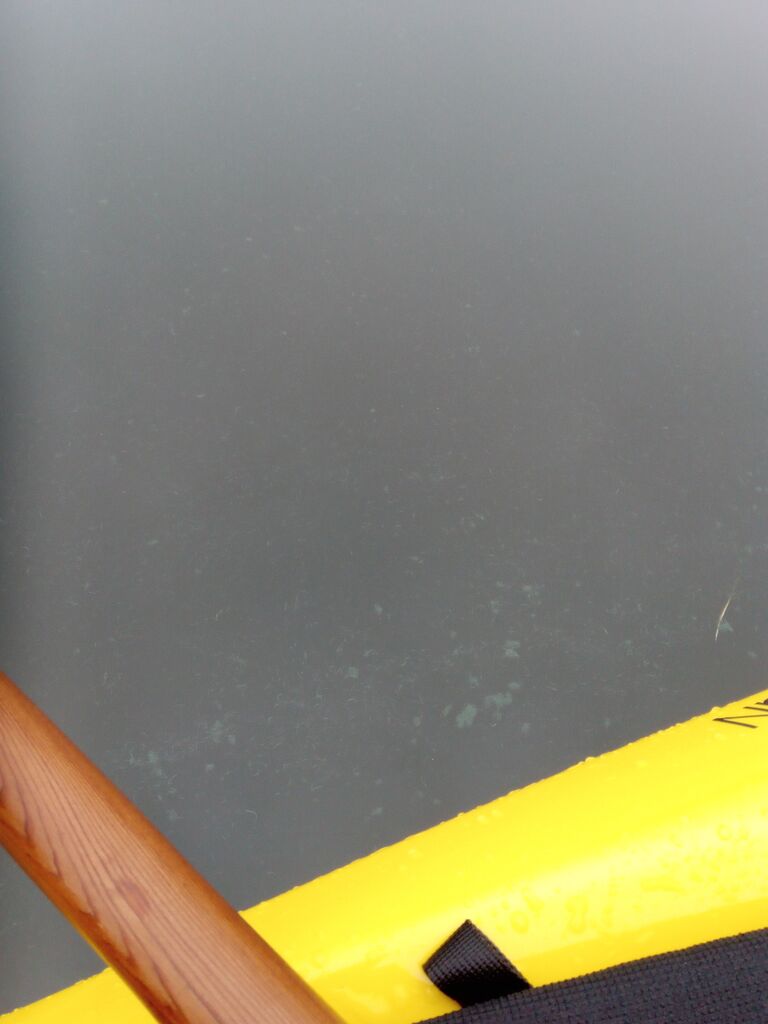 Helsinki-Porkkala-Miessaari Espoo-ObsIMG-201811141121-28.jpg