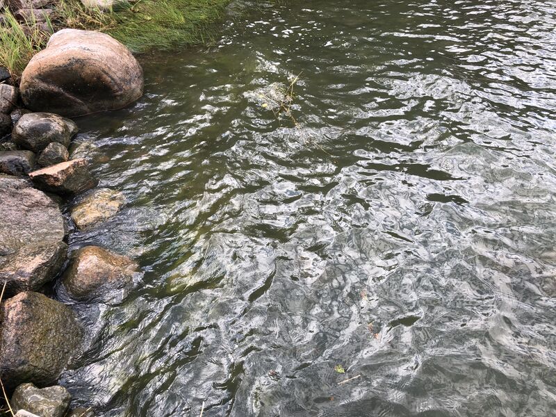 Tiedosto:Iso- ja Pikku-Nauvon vesialue-Rotarien sinileväseuranta (Käldinge strand)-ObsALG-202007221750-86.jpeg