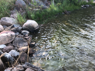 Iso- ja Pikku-Nauvon vesialue-Rotarien sinileväseuranta (Käldinge strand)-ObsALG-202106231849-60d35846a4966.png