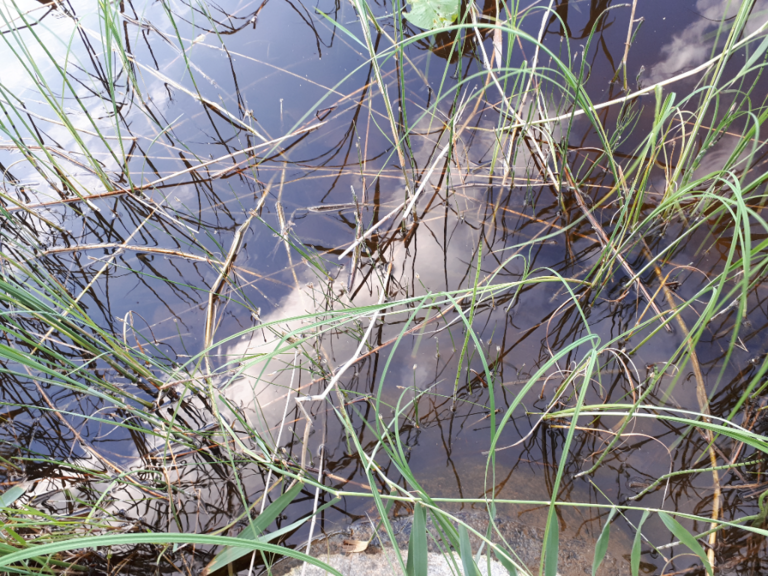 Kallavesi (yhd.)-Rotarien sinileväseuranta (Puutossalmi)-ObsALG-202207132009-62cefe5fd4c10.png