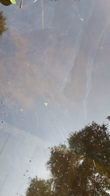 Kallavesi (yhd.)-Rotarien sinileväseuranta (Puutossalmi)-ObsALG-202407171040-6697afa4adcc0.png