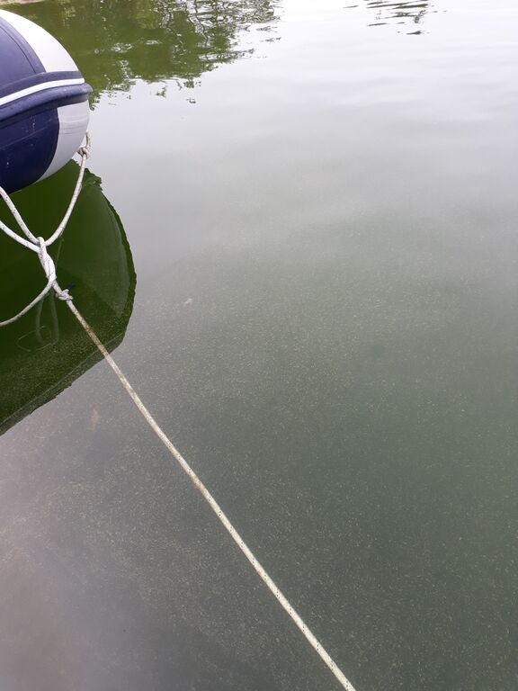 Korppoon - Houtskarin ulkosaaristoalue-Havaintopaikka 3-ObsIMG-201906231513-17.jpg