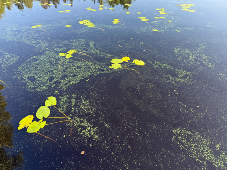 Leppälammi (35.833.1.002)-Havaintopaikka 1-ObsIMG-202507150958-6875fcdc06adc.png