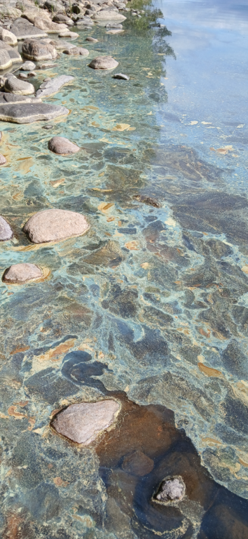 Pitkälampi (04.333.1.003)-Havaintopaikka 1-ObsIMG-202506211003-68565a2c07700.png