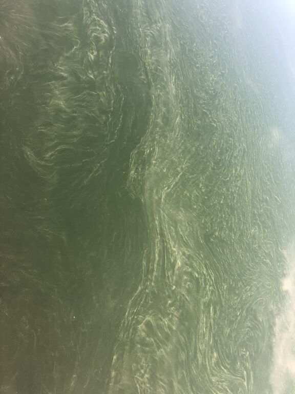 Rymättylän ja Houtskarin välinen saaristo-Hagapära-ObsALG-202006280809-76.jpg